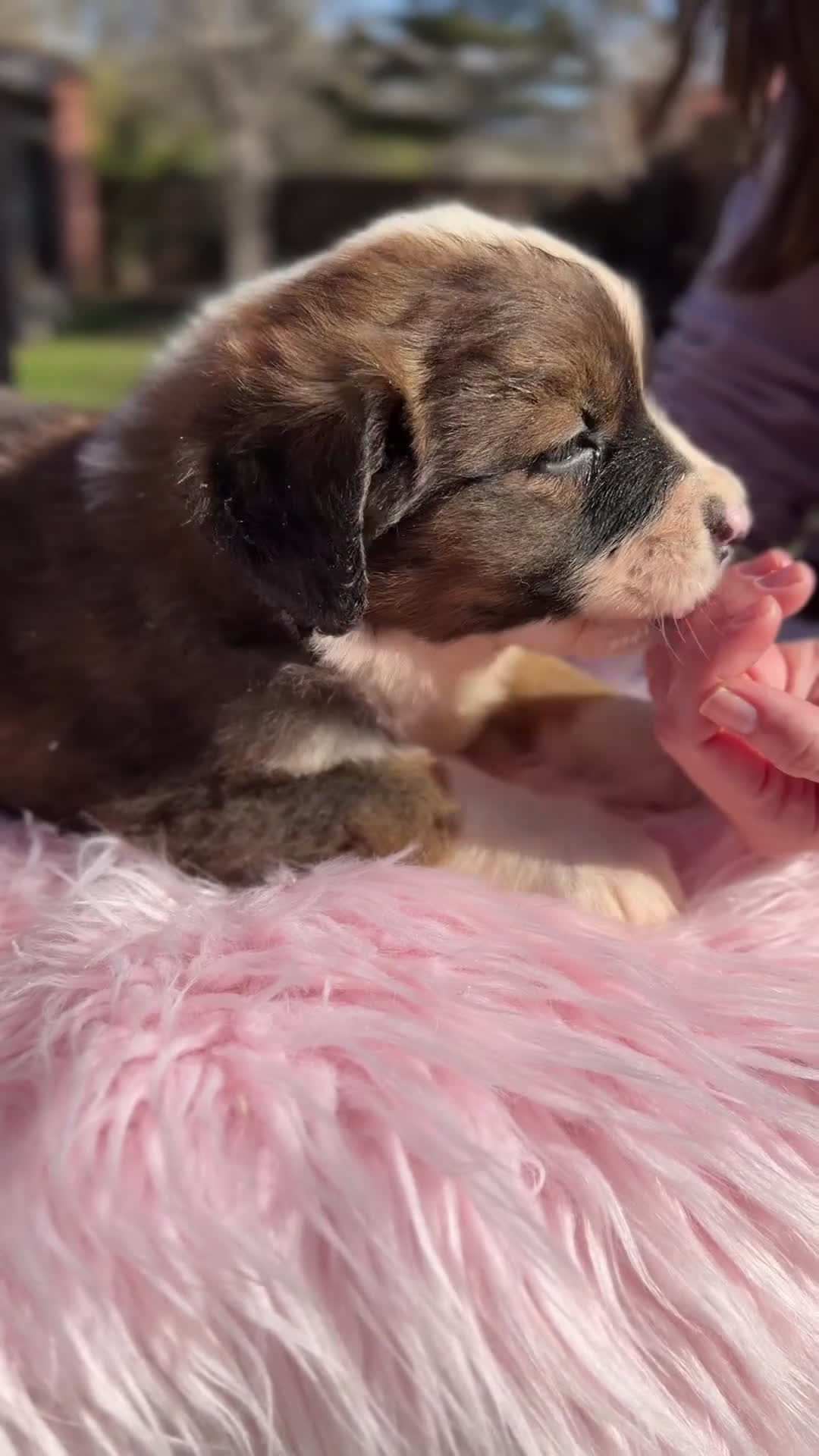 Raza Mixta perros en venta: San bernese  - Video 2
