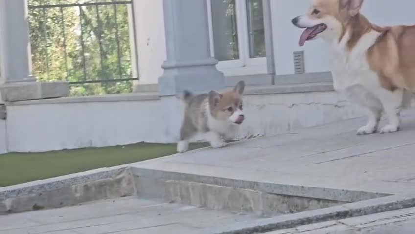Welsh Corgi Pembroke perros en venta: Preciosas cachorras de Welsh corgi Pembroke - Video 4
