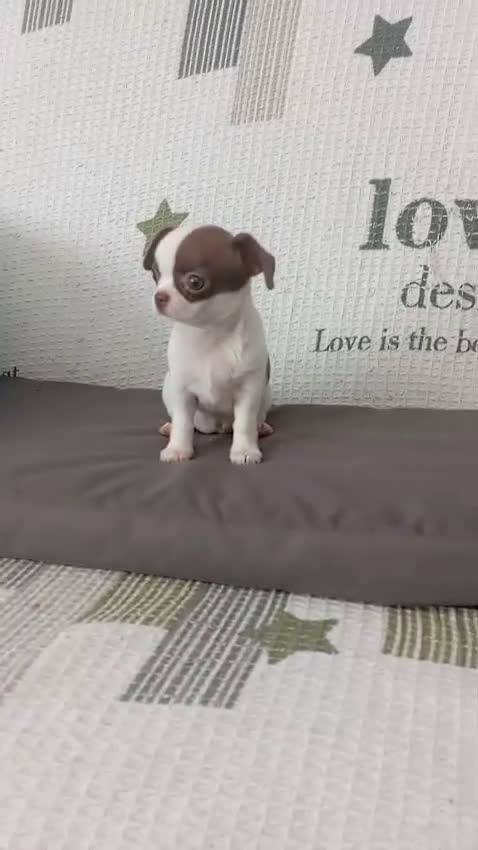 Chihuahua perros en venta: Chihuahua hembra  - Video 1