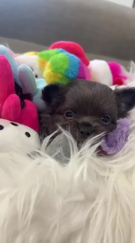 Chihuahua perros en venta: CHIHUAHUAS PELO LARGO - Video 1