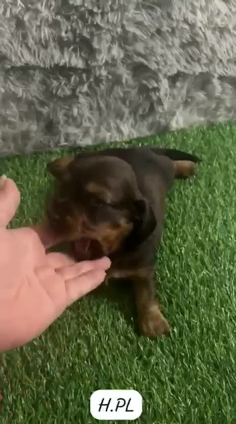 Teckel Miniatura perros en venta: TECKEL PELO LARGO SABLE - Video 1