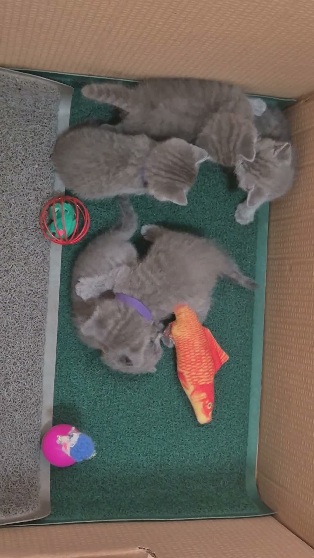 Británico de Pelo Corto Azul gatos en venta: Gatos Brithish shorthair  - Video 1