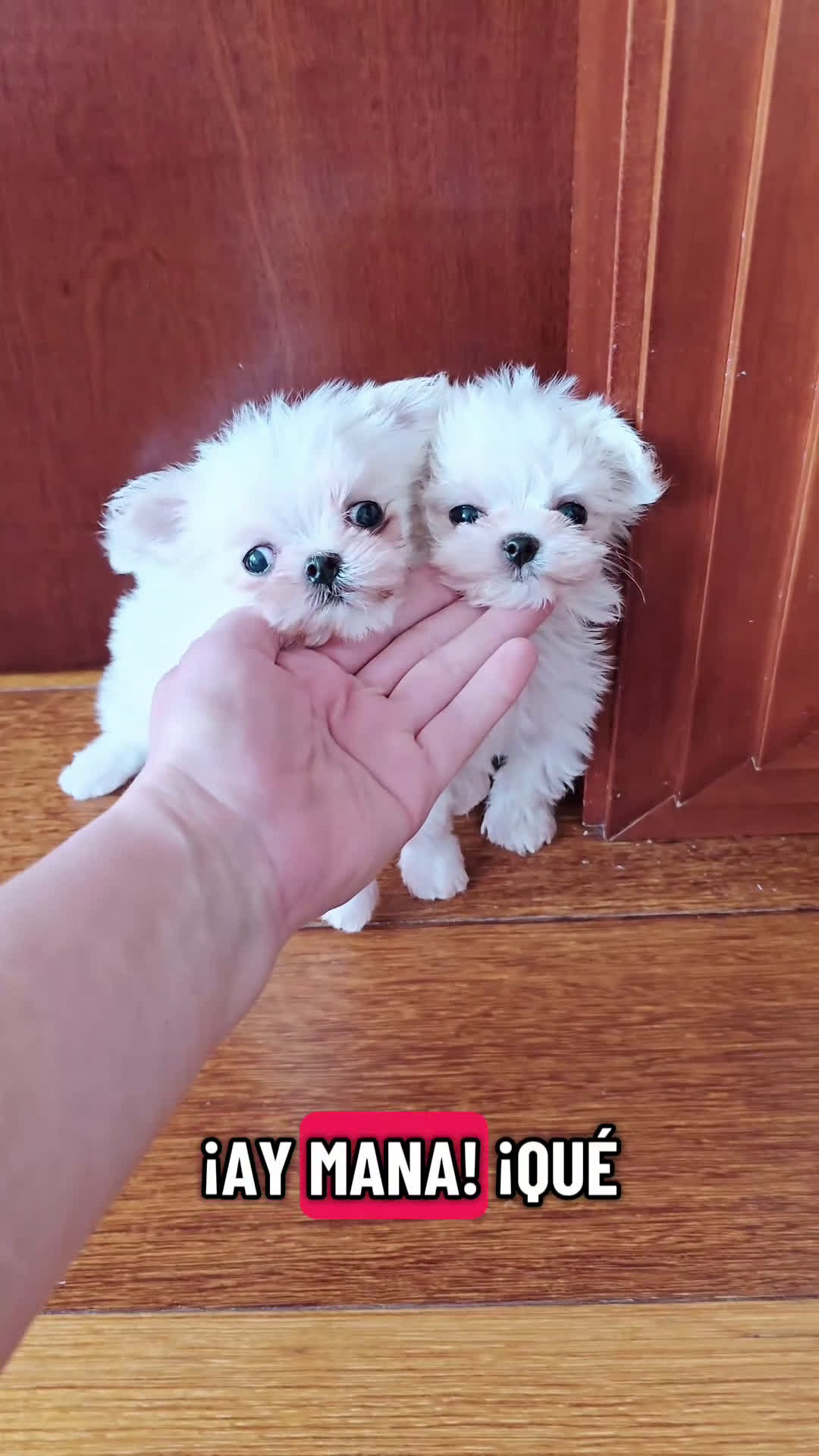 Bichón Maltés perros en venta: Cachorros de Bichón Maltés coreano micro  - Video 2