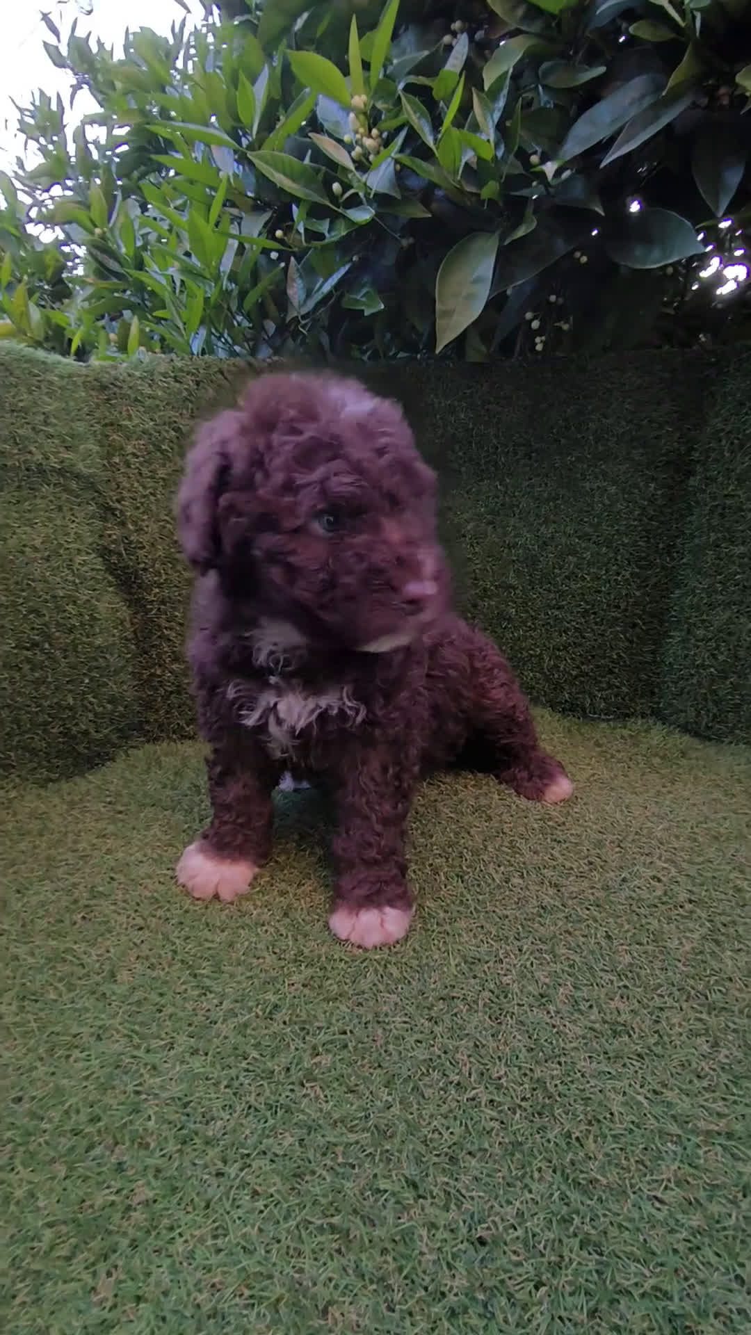 Perro de Agua Español perros en venta: perros agua chocolates , blancos  - Video 1