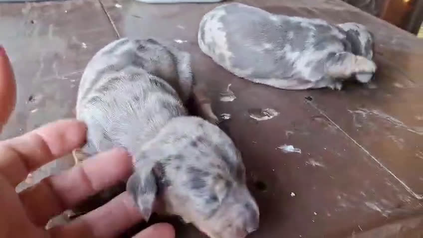 Teckel perros en venta: Venta de teckel kanichen y miniatura - Video 1