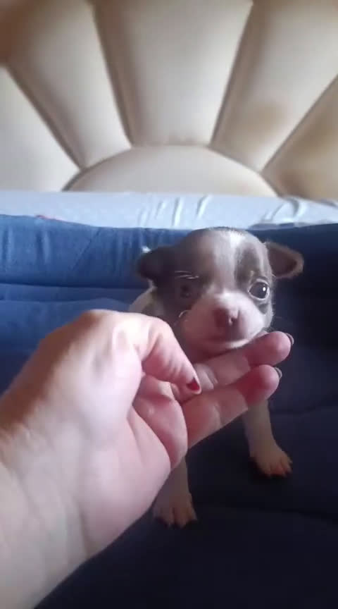Chihuahua perros en venta: CHIHUAHUA TOY EXCLUSIVO  - Video 1