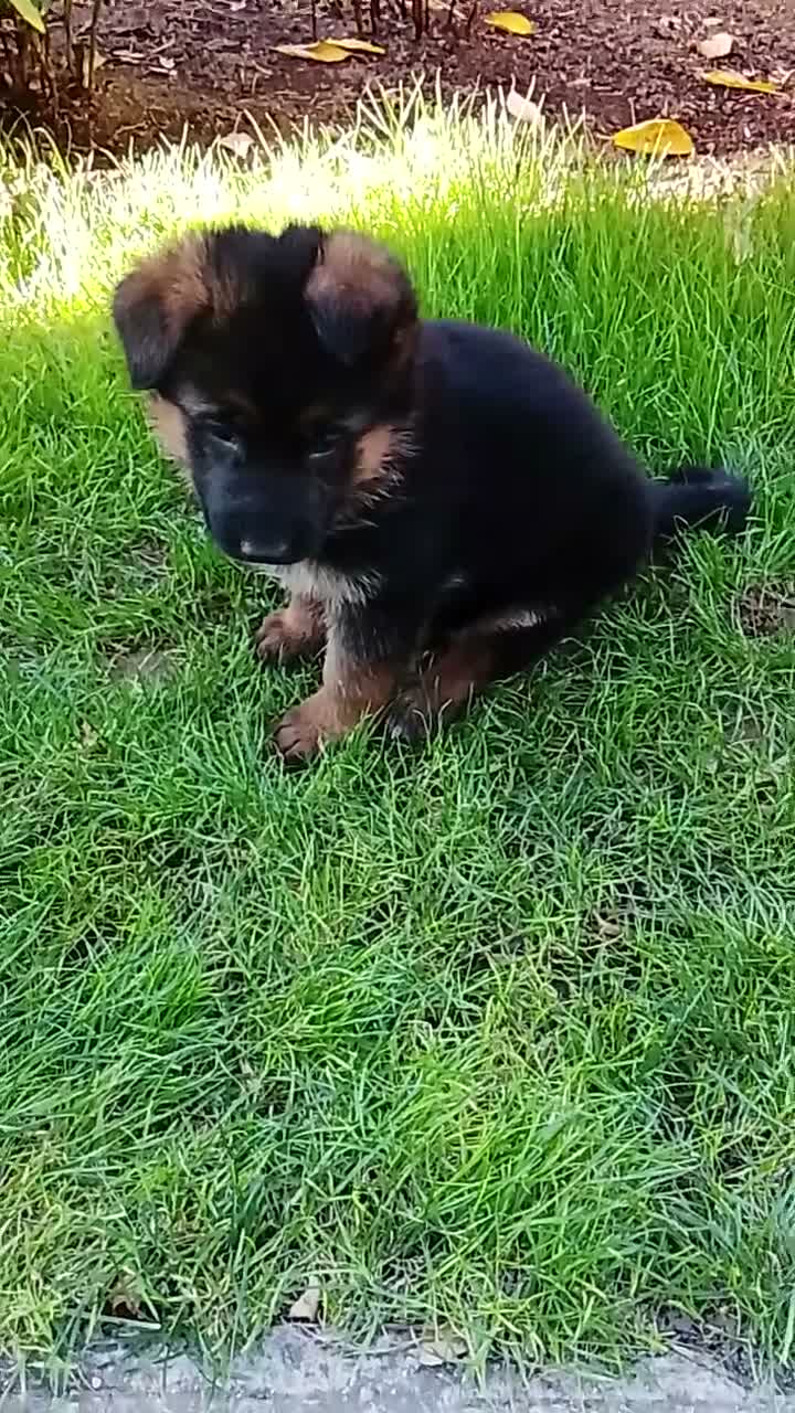 Pastor Alemán perros en venta: Cacharro de pastor alemán  - Video 1