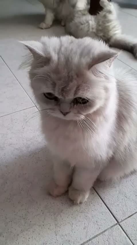 Persa gatos en venta: Persa chinchilla  - Video 4