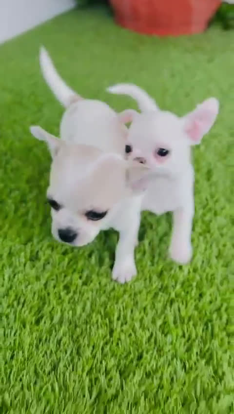 Chihuahua perros en venta: CHIHUAHUA  - Video 1