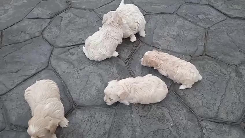 Bichón Maltés perros en venta: Bichón maltes  - Video 1