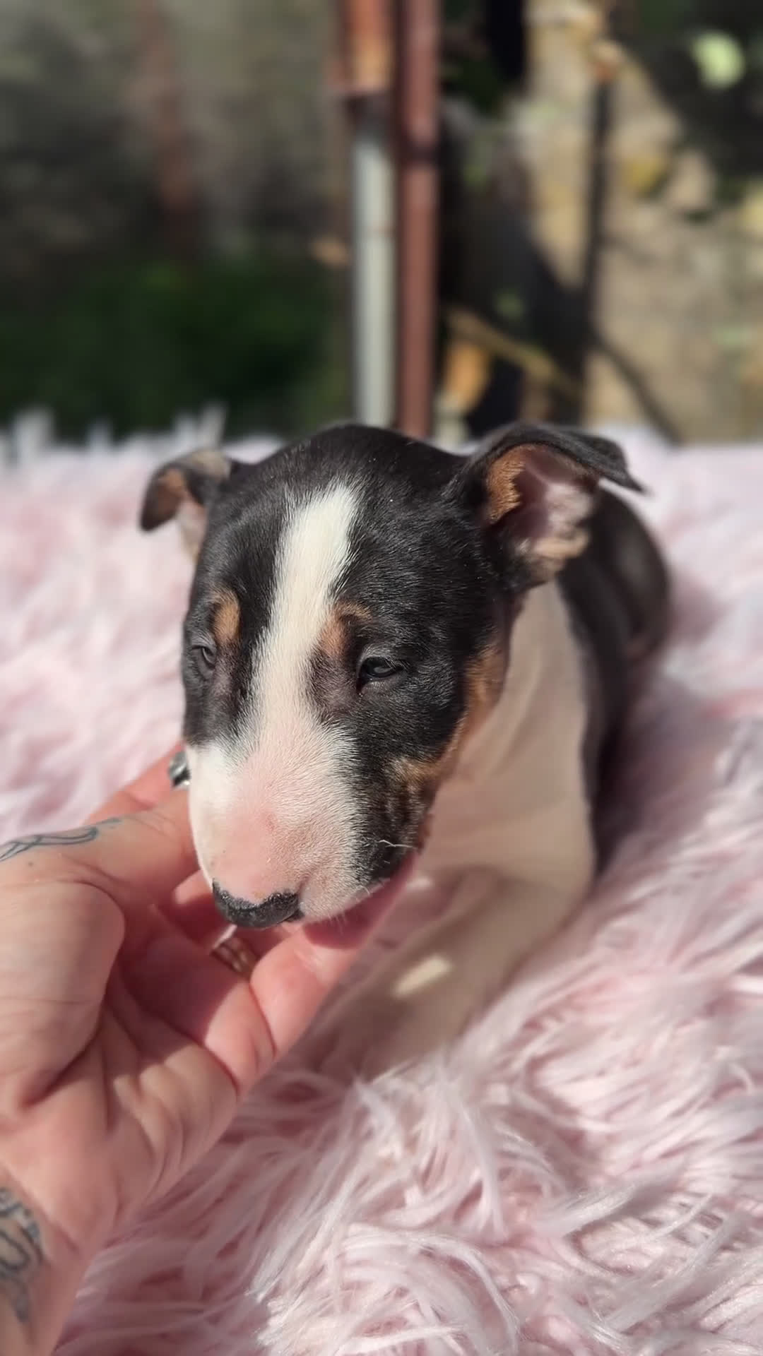 Bull Terrier Miniatura perros en venta: Bullterrier miniatura  - Video 1