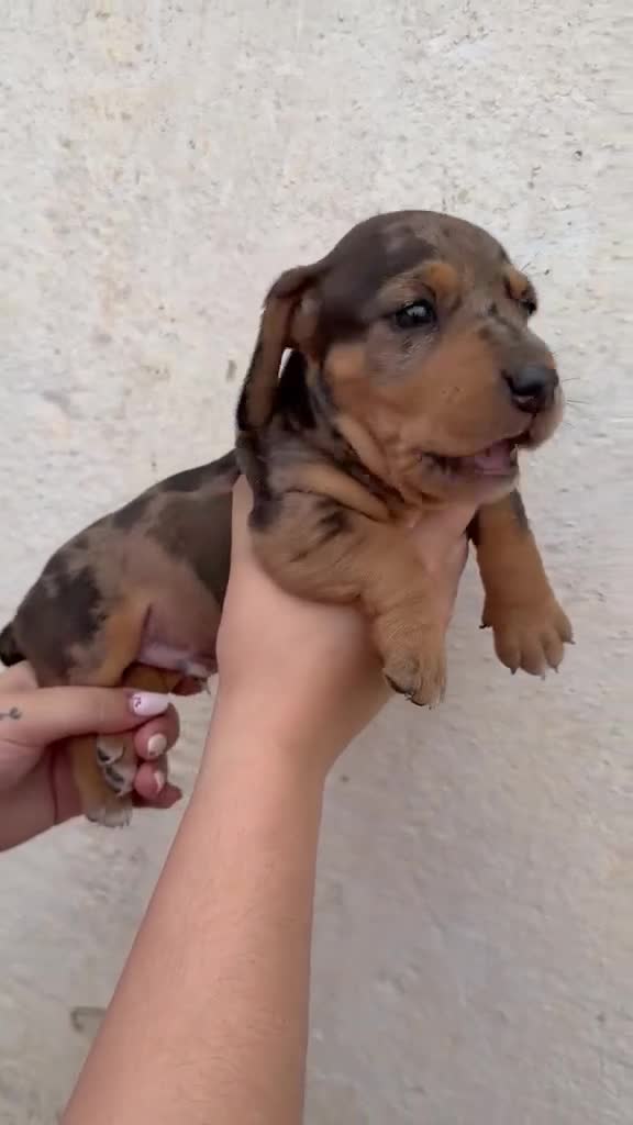 Teckel Miniatura perros en venta: Teckel Miniatura  - Video 1