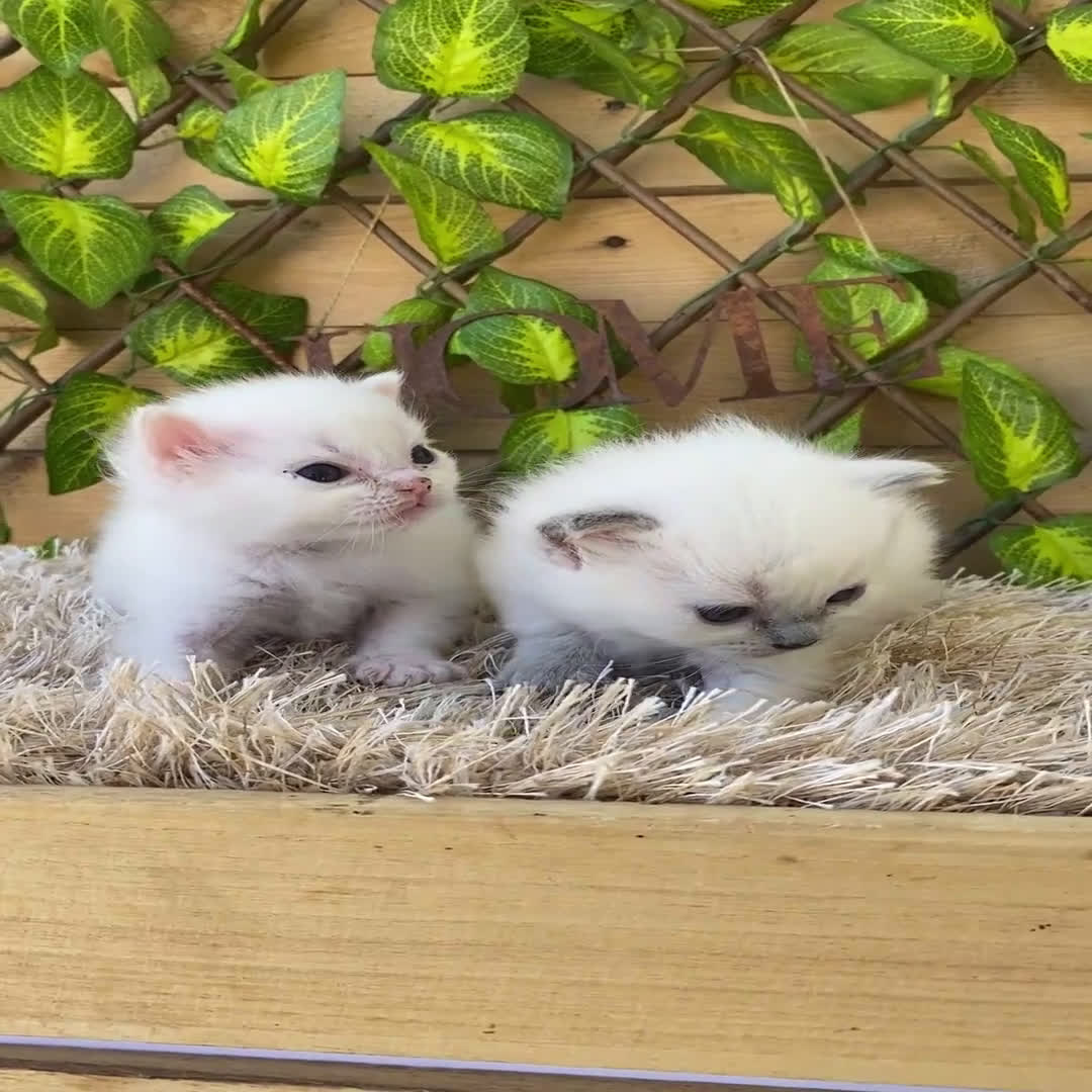 Ragdoll gatos en venta: Camada de Rosita - Video 1