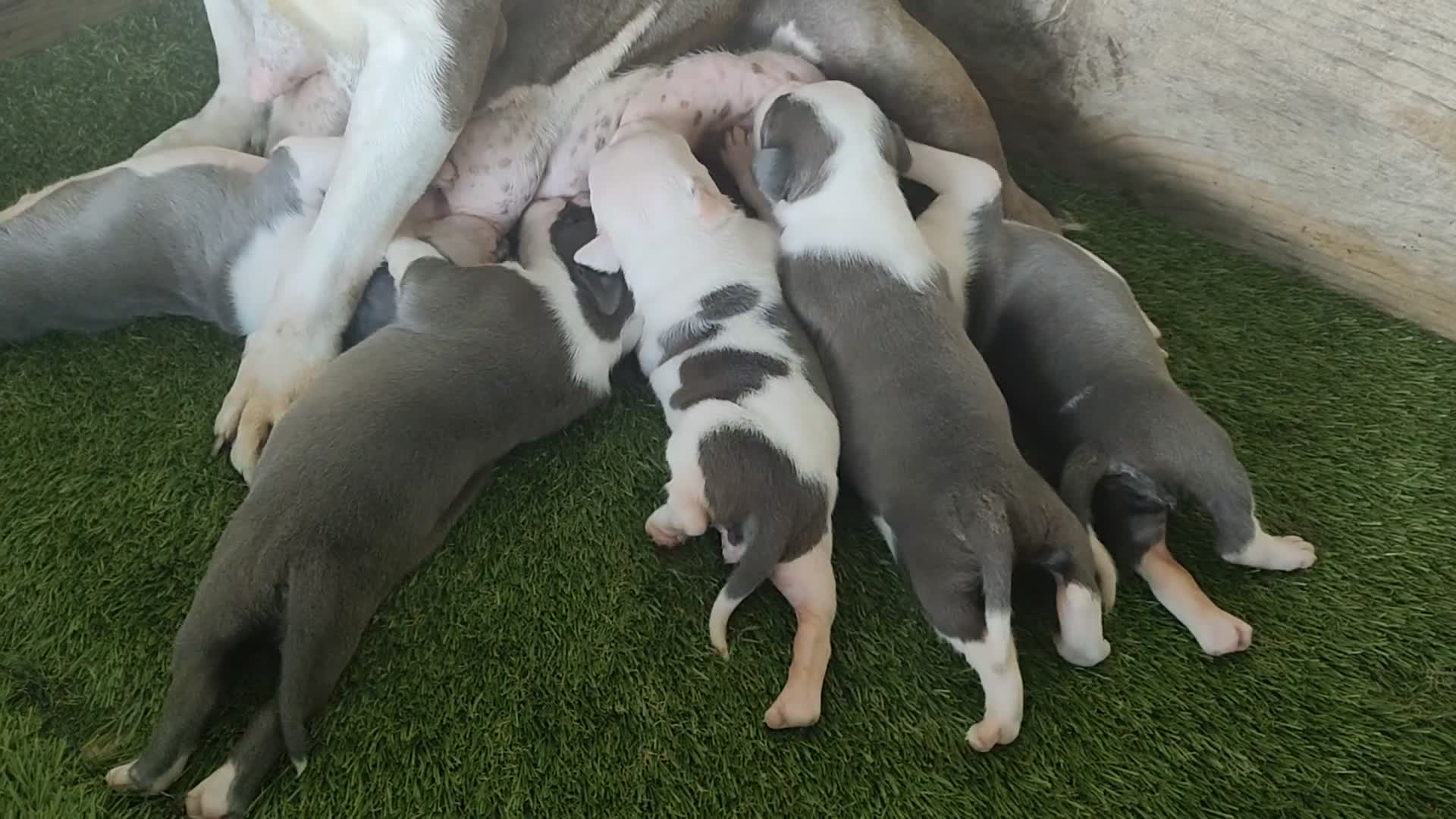 American Staffordshire-Terrier perros en venta: PEDIGREE AMERICAN STAFFORDSHIRE TERRIER BLUE  - Video 1