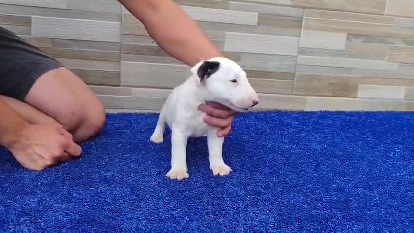 Bull Terrier Miniatura perros en venta: Cachorros bullterrier miniatura  - Video 2