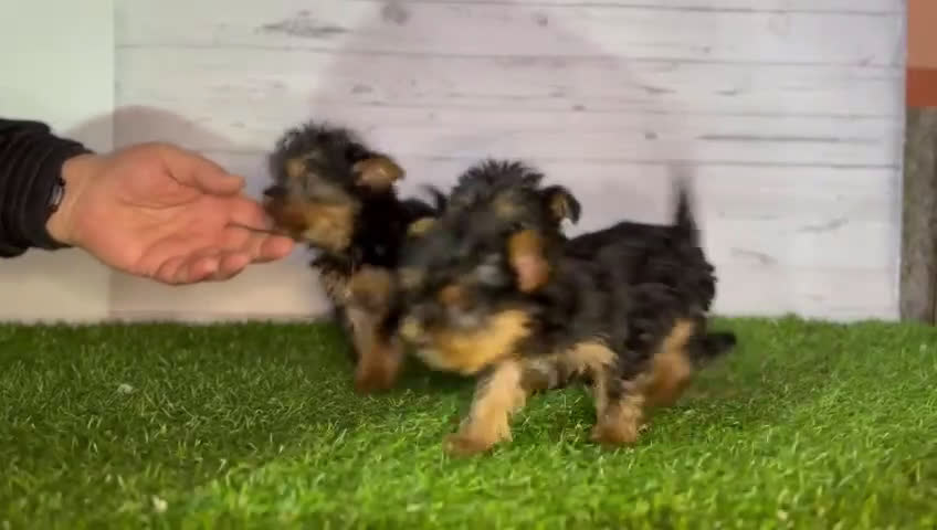 Yorkshire Terrier perros en venta: Yorkshire Toy   en Granada - Video 1