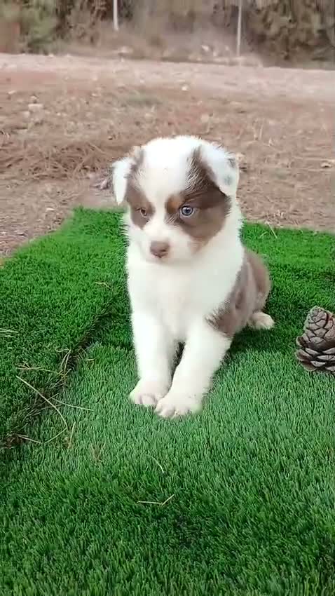 Pastor Australiano perros en venta: PASTOR AUSTRALIANO - Video 2