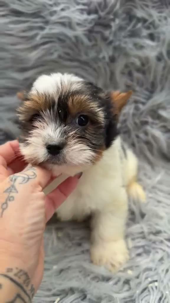Biewer Yorkshire Terrier a la Pom Pon perros en venta: Macho biewer - Video 1