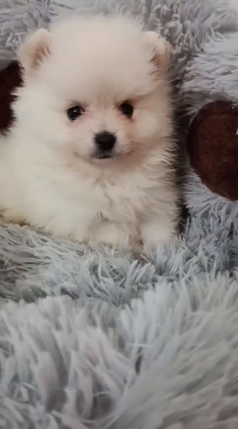 Pomerania perros en venta: Camada de Pomerania lista para Reyes - Video 1
