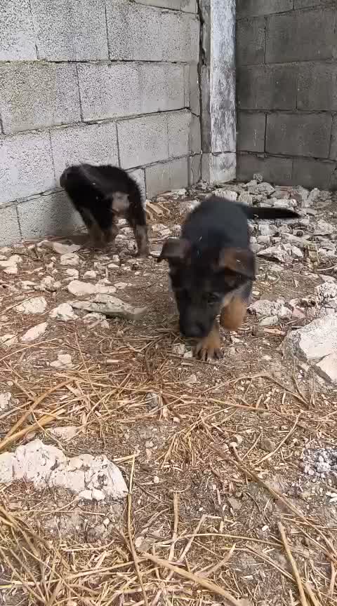 Pastor Alemán perros en venta: Pastores alemanes de calidad  - Video 1