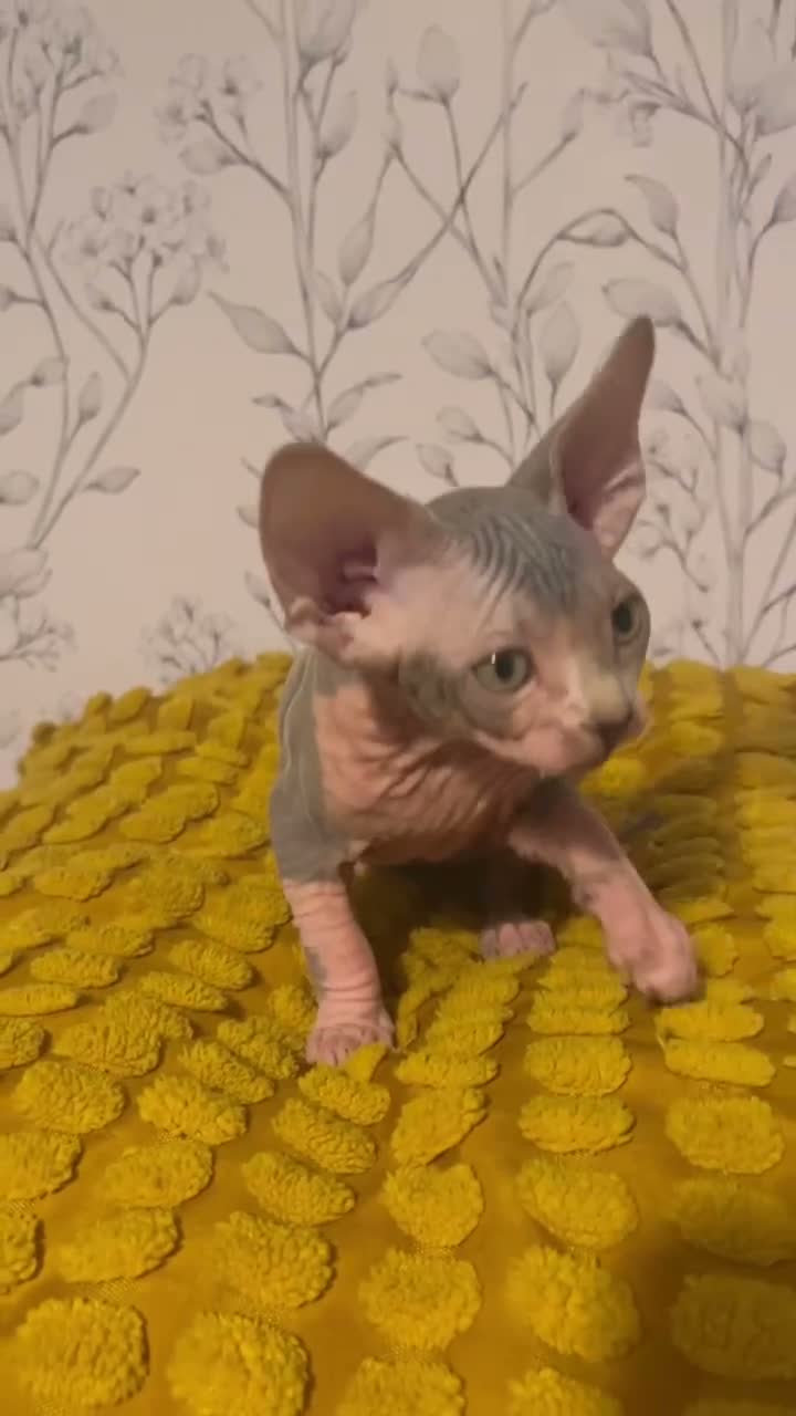 Sphynx gatos en venta: Sphynx  - Video 1