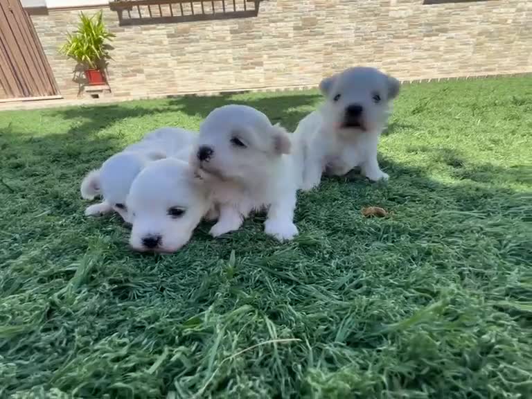 Bichón Maltés perros en venta: Bichon Maltes  - Video 5