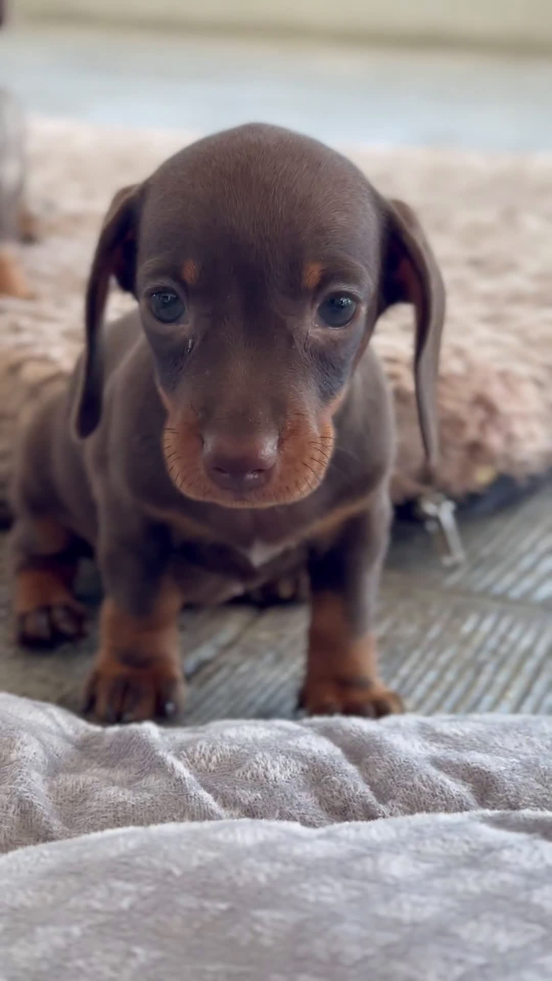 Teckel Miniatura perros en venta: ❤️ LA PEQUEÑA LOLA, TECKEL MINIATURA ❤️ - Video 1