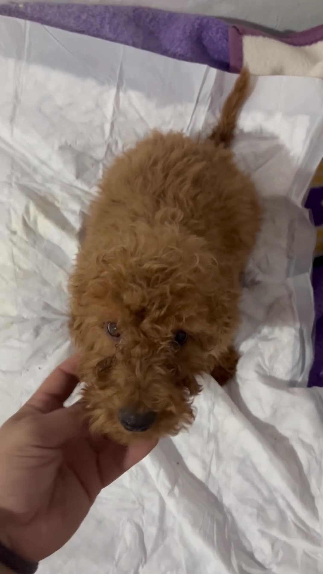 Caniche Enano perros en venta: CANICHES - Video 2