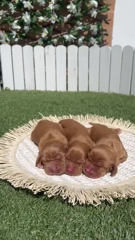 Cocker Spaniel Inglés perros en venta: COCKER SPANIEL INGLES 💙 - Video 2