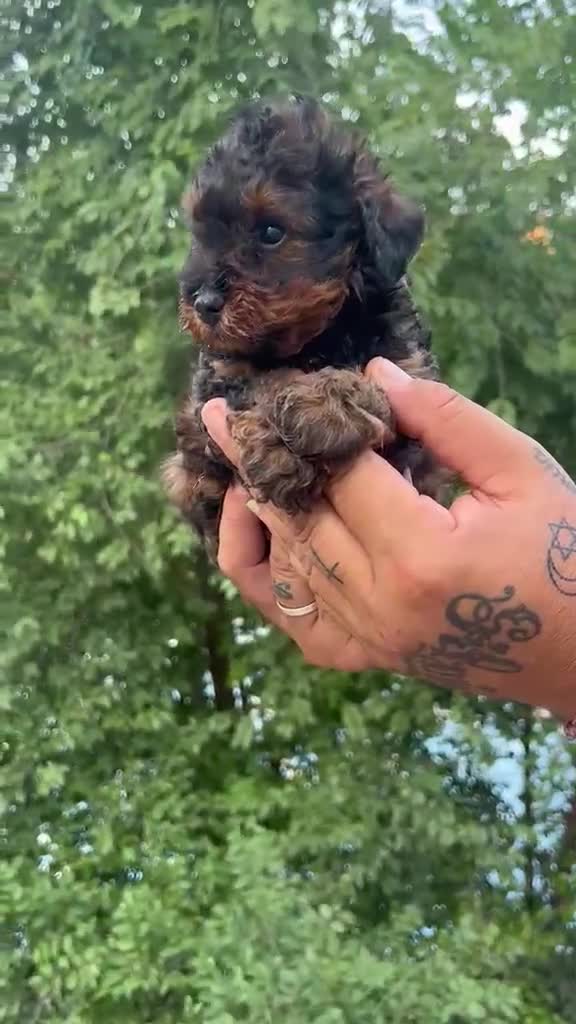 Caniche Toy perros en venta: Caniche toy - Video 1