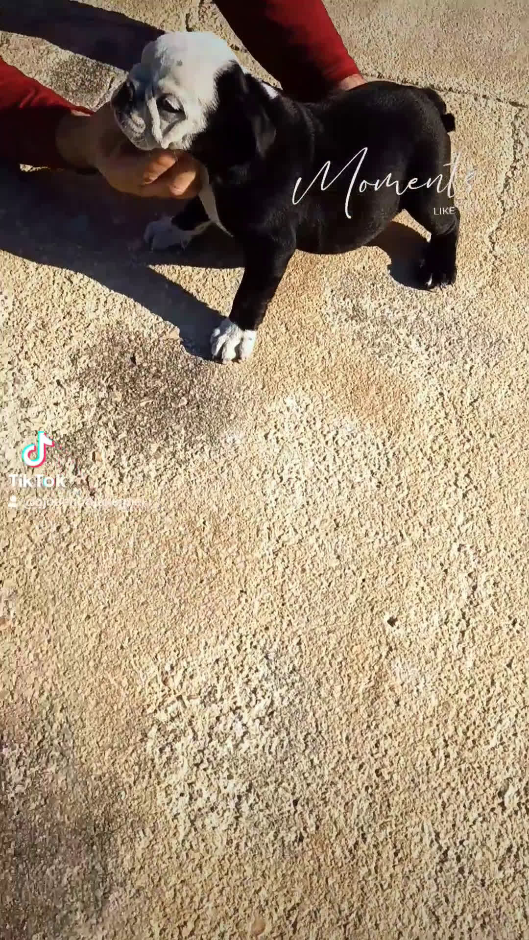 Bulldog Inglés perros en venta: Bulldog ingles preciosa hembra  - Video 1
