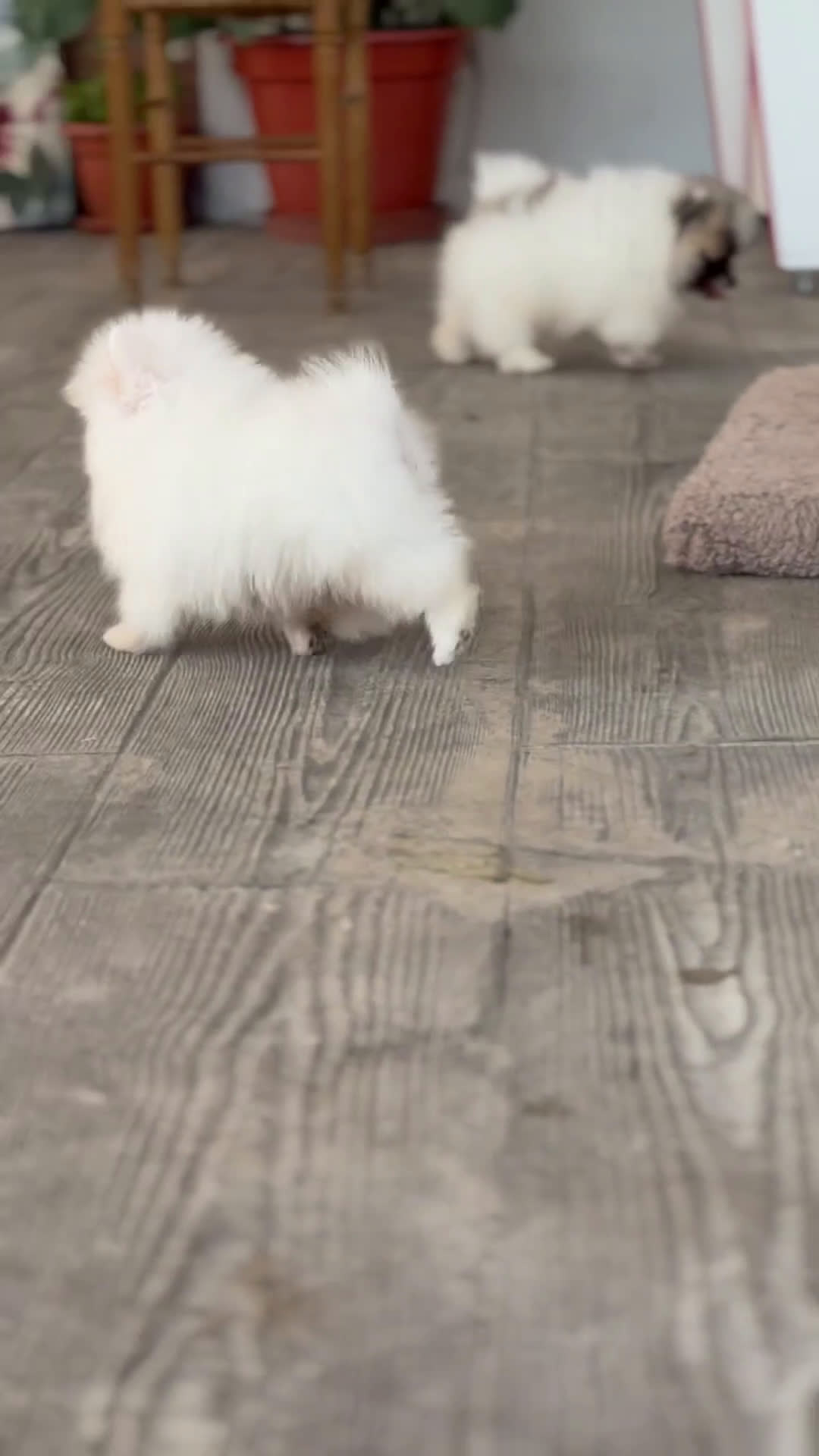 Pomerania perros en venta: ✨ Frosty – Pomeranian blanco ✨ - Video 1