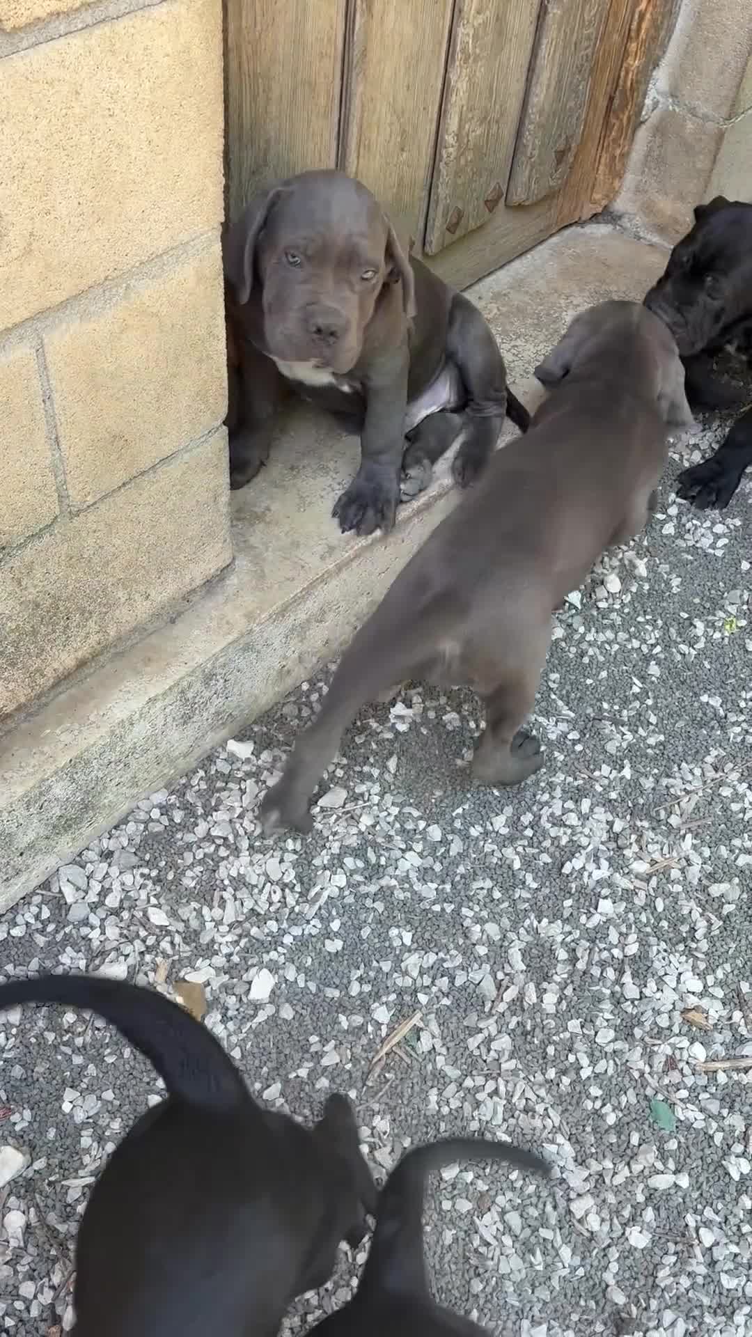Cane Corso perros en venta: Cane corso  en Guipúzcoa - Video 1