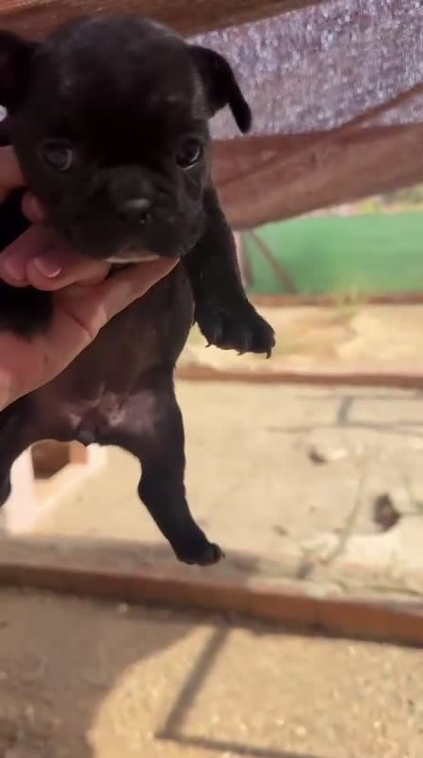 Bulldog Francés perros en venta: 3 hembras de bulldog francés  - Video 2