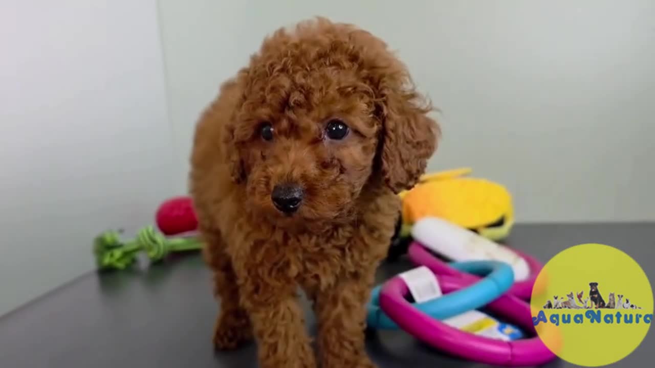 Caniche Toy perros en venta: Caniche Macho 1917 AQUANATURA - Video 1