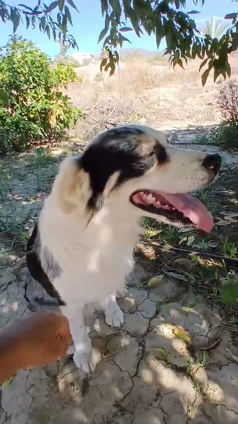 Pastor Australiano perros en venta: PASTOR AUSTRALIANO  - Video 2