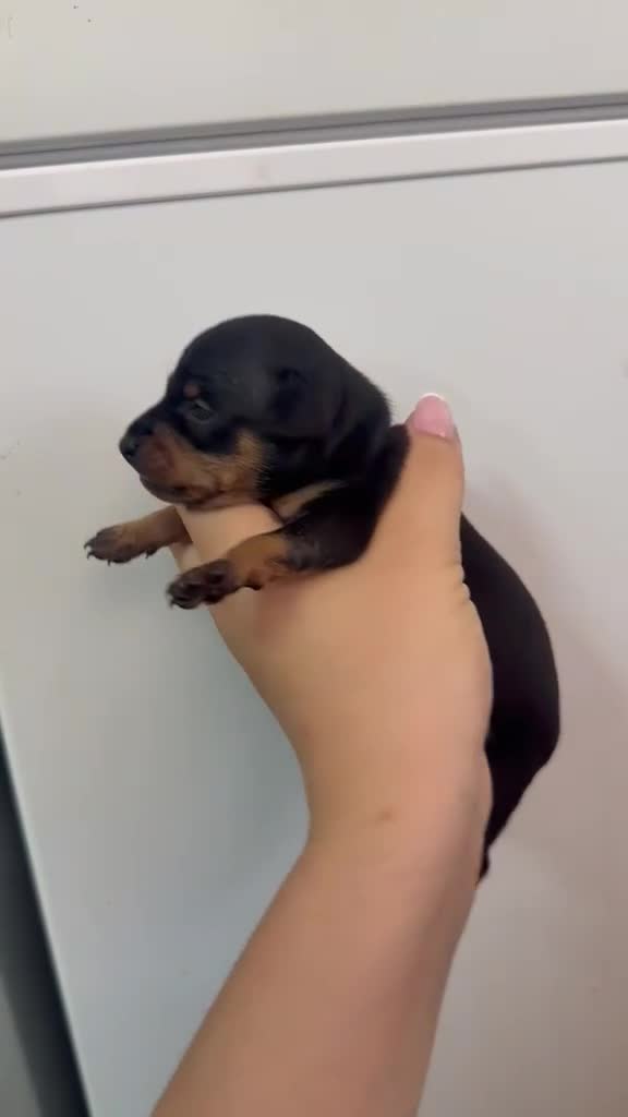 Ratón de Praga perros en venta: Ratón de Praga  - Video 1