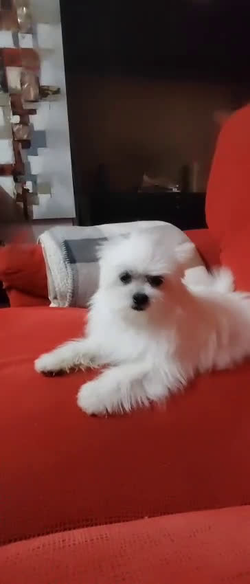 Otras razas perros en venta: Cachorro de Maltipom en Segovia - Video 4