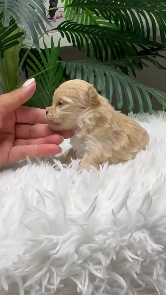 Maltipoo perros en venta: 🎀 MALTIPOO TOY 🎀 - Video 1