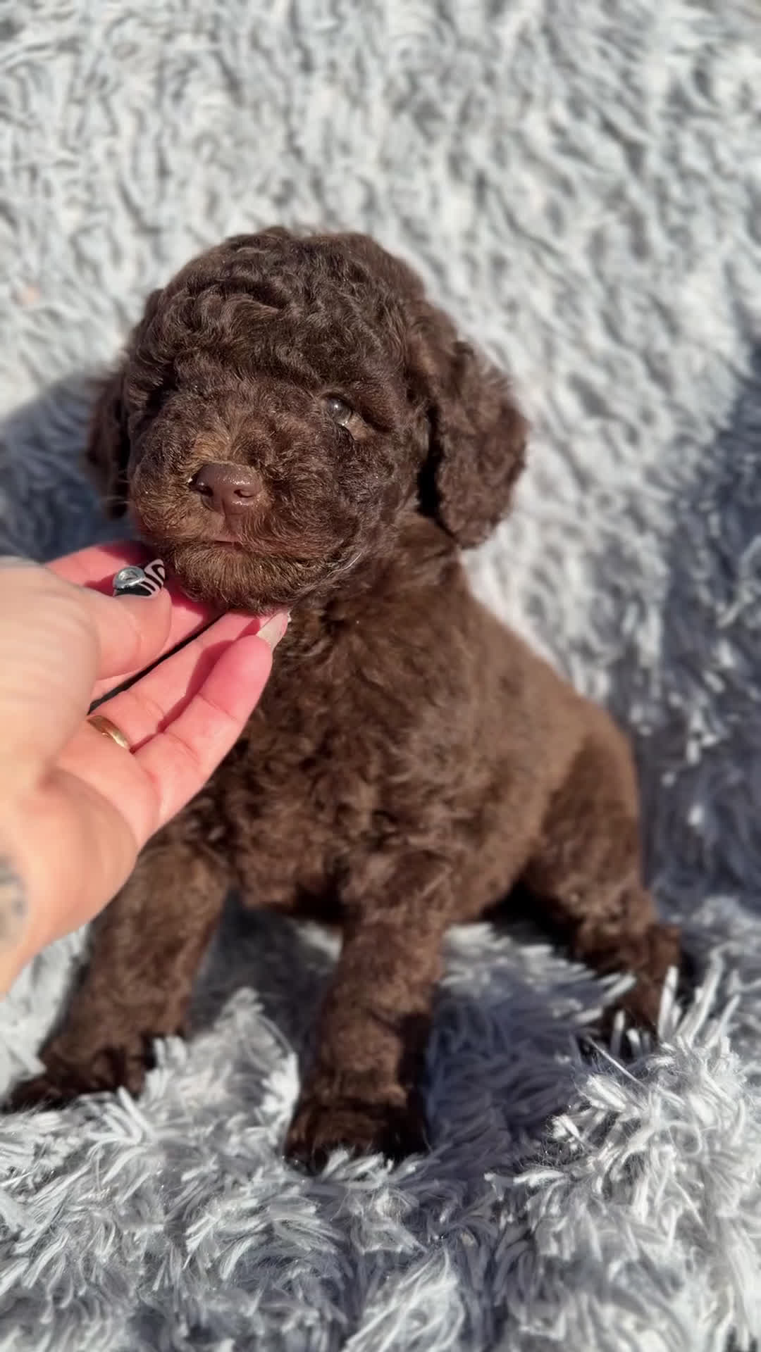 Caniche Enano perros en venta: Caniche enano chocolate  - Video 1