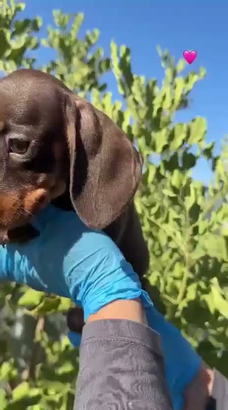 Teckel Miniatura perros en venta: TECKEL MINI CHOCOLATE - Criador profesional - Video 1