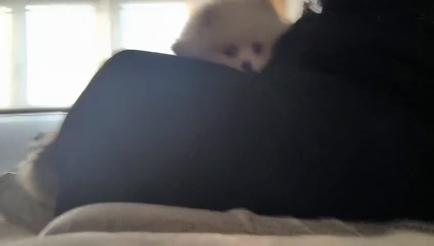 Pomerania perros en venta: Lulu Pomerania toy carita oso blanquita  - Video 1