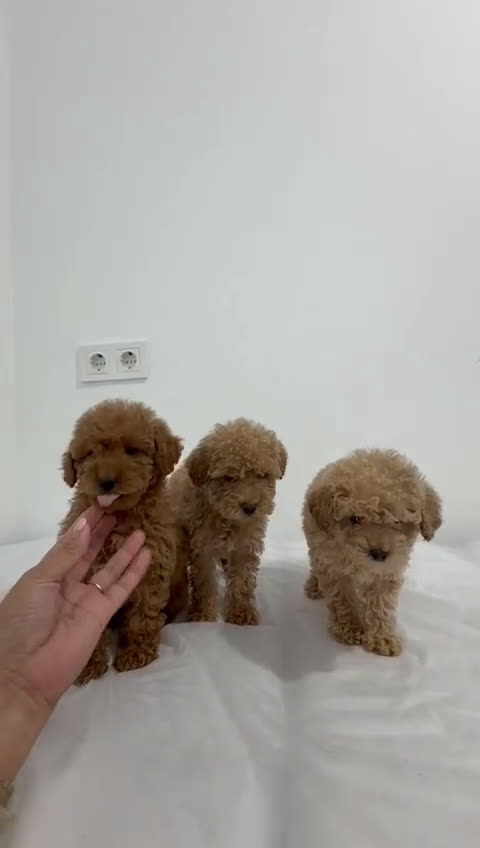 Caniche Toy perros en venta: Caniche toy - Video 2