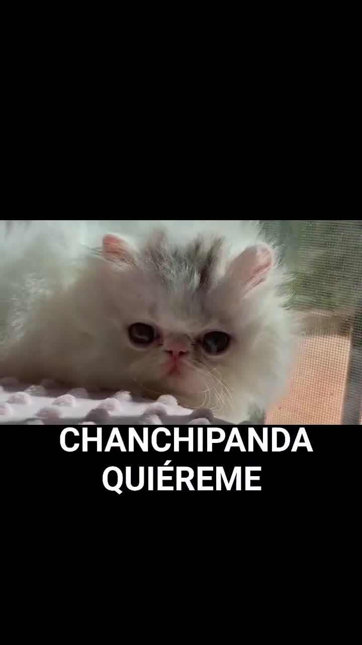 Persa gatos en venta: Gatito macho - Video 1