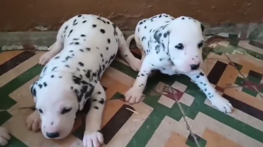 Dálmata perros en venta: 2 Hembras Dálmata Pura Raza Disponibles - Video 1