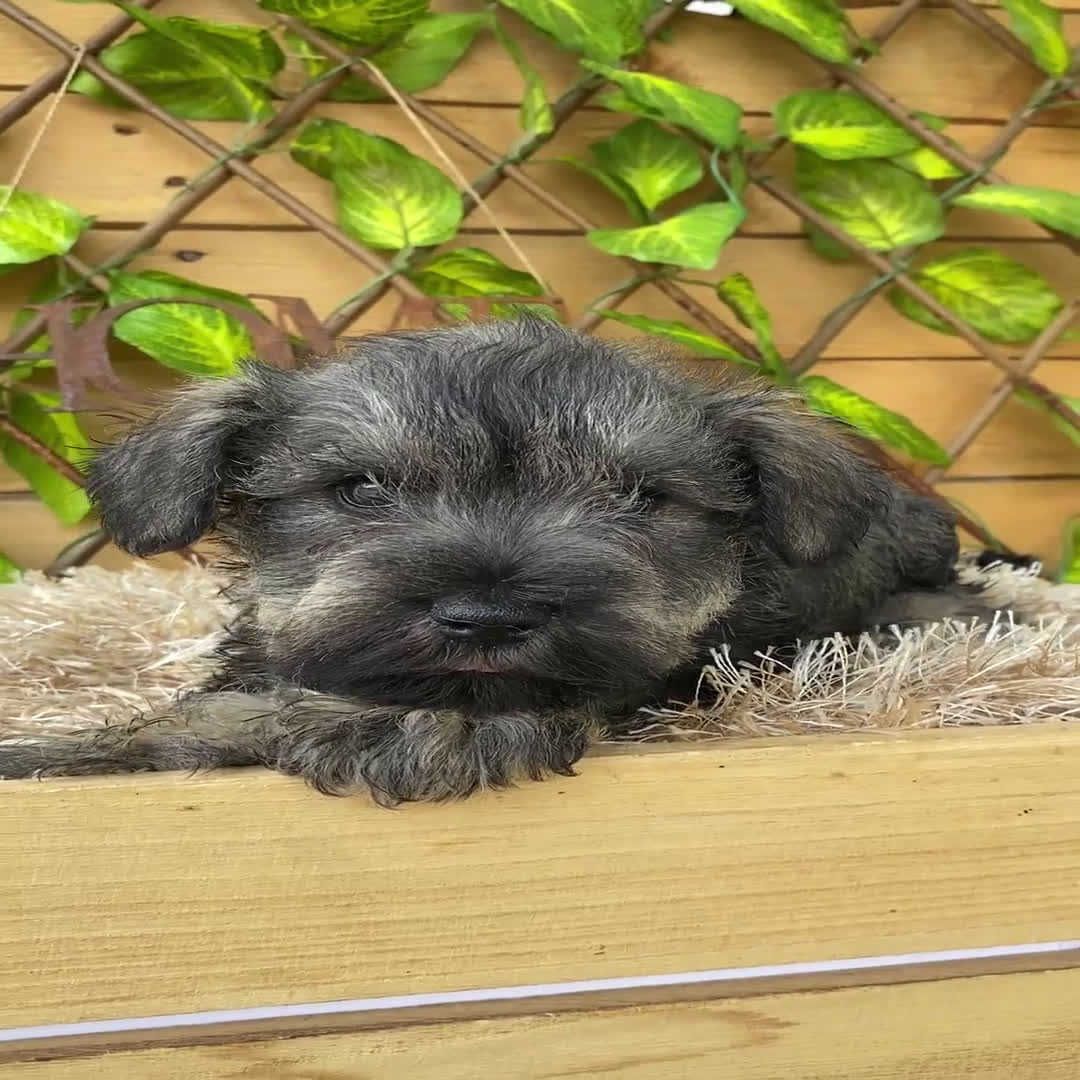 Schnauzer Miniatura perros en venta: Camada de Mila - Video 3