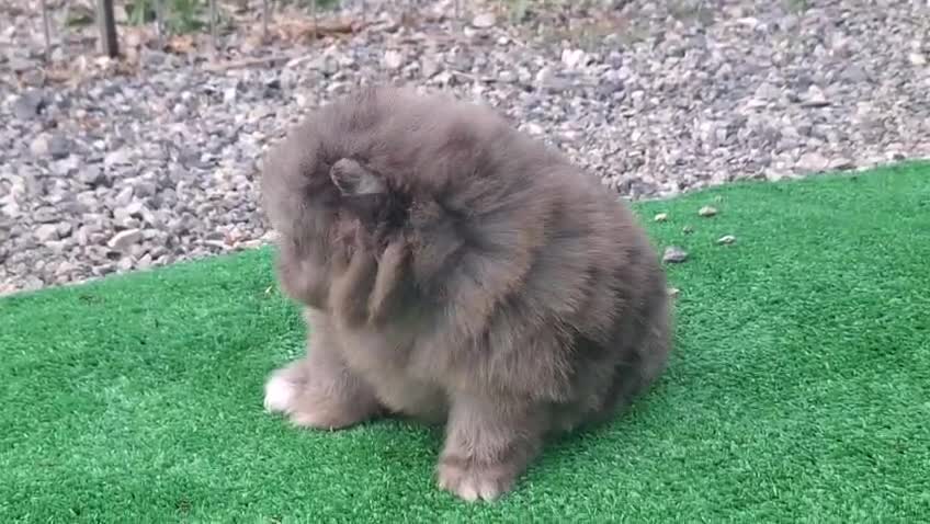 Pomerania perros en venta: POMERANIA - Video 3