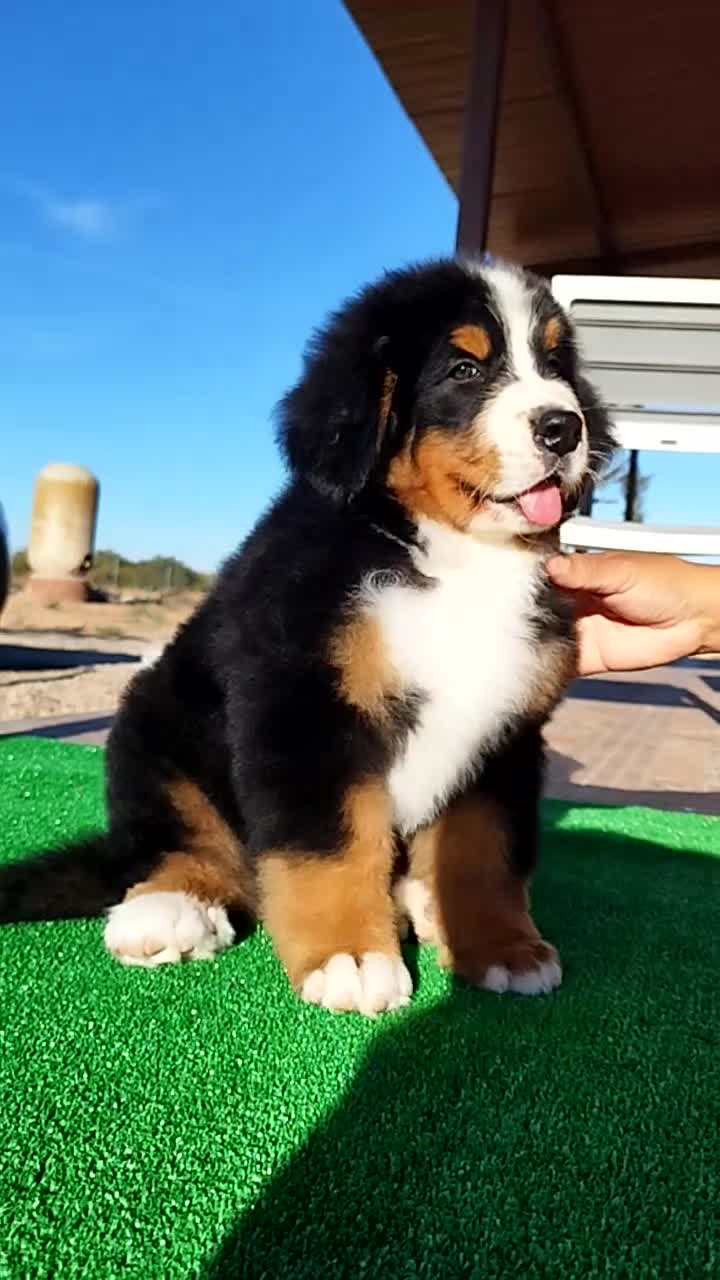 Boyero de Berna perros en venta: Boyeros de Berna calidad  - Video 5