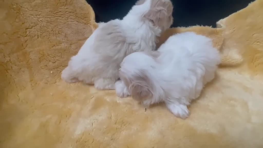 Shih Tzu perros en venta: Shih tzu  - Video 1