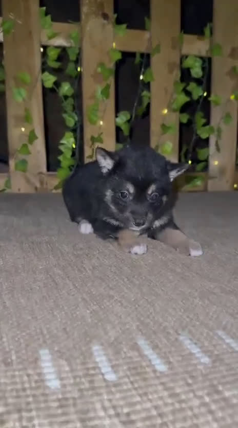 Shiba Inu perros en venta: Shiba Inu preciosos parecen lobitos  - Video 4